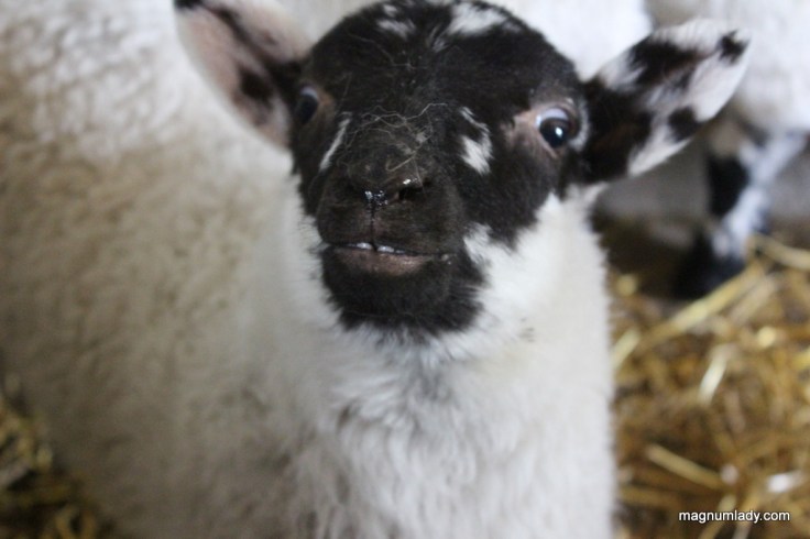 Smiling lamb