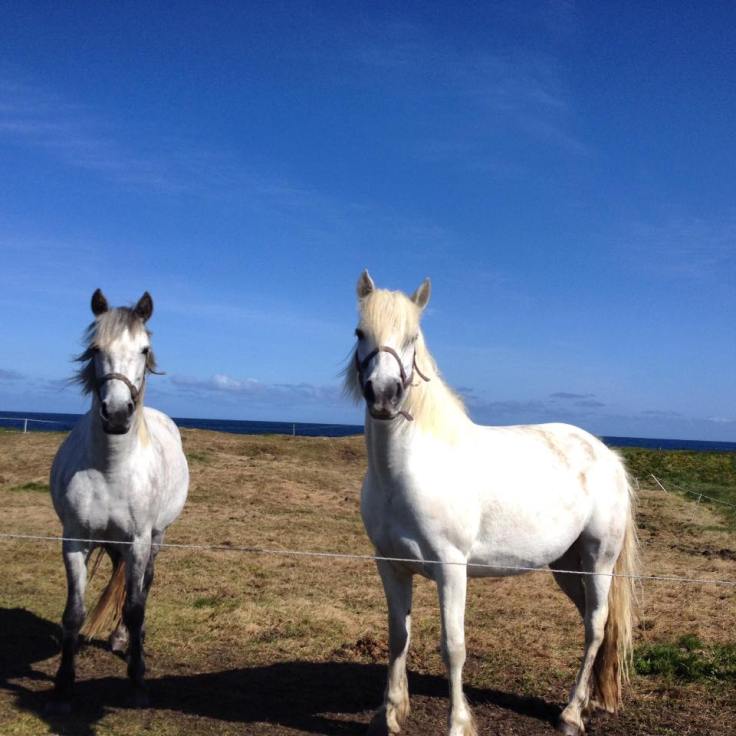 Enniscrone Horses
