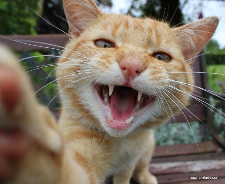 Strokestown Tour Guide
