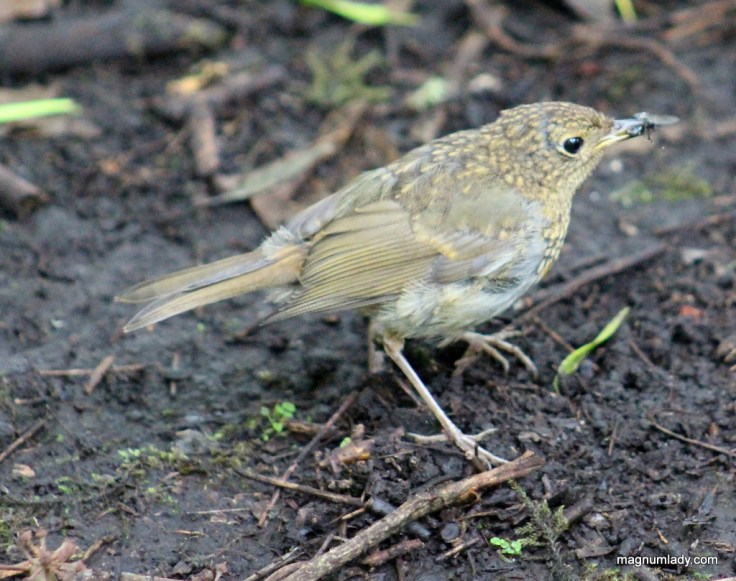 Baby robin