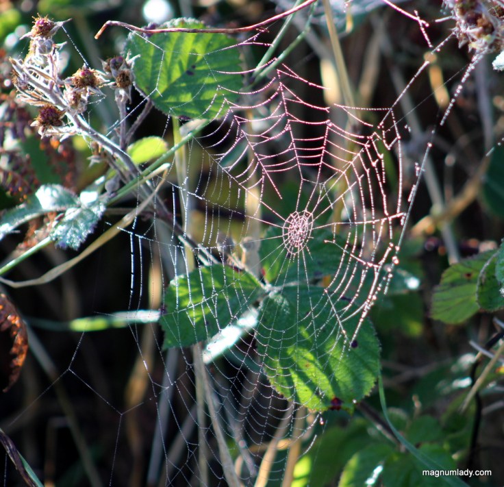Cobweb