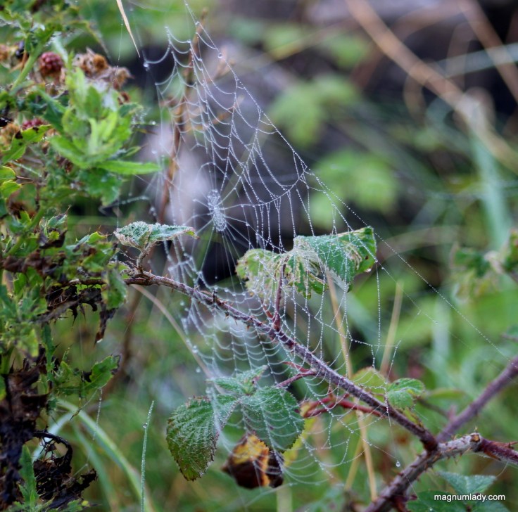 Cobweb