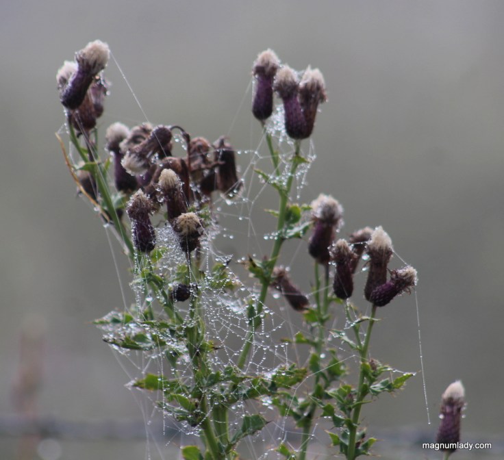 Thistles