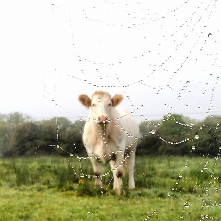 The cow and the cobweb