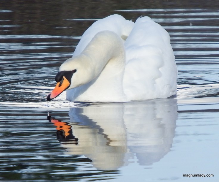 Swan reflections