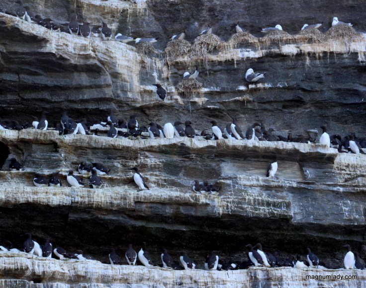 Birds on the sea stack