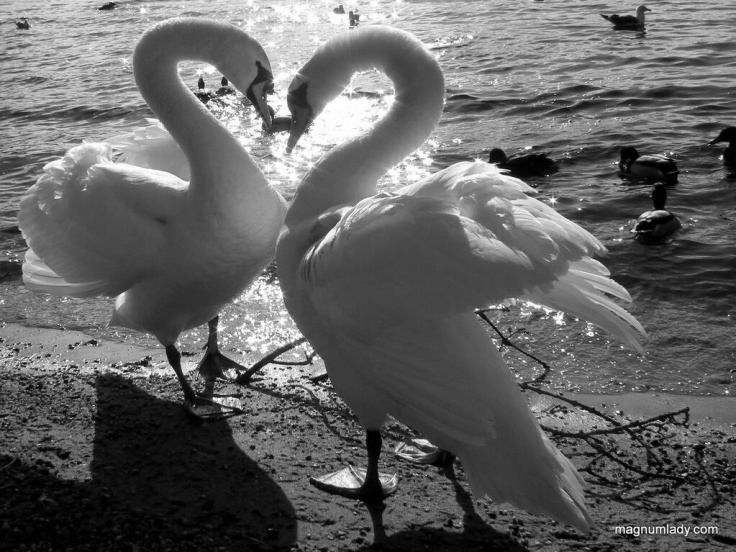 swans