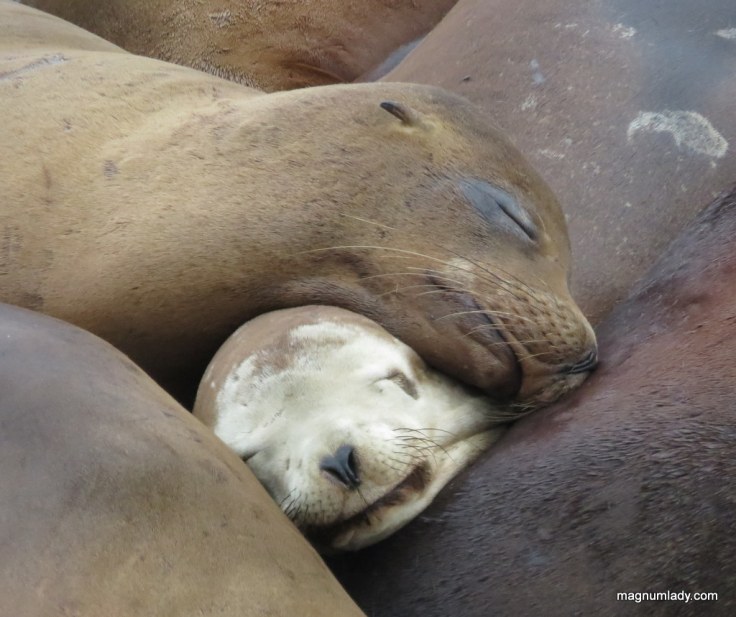 Sleepy Sealions 