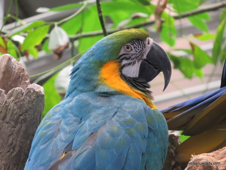 California Academy of Science 