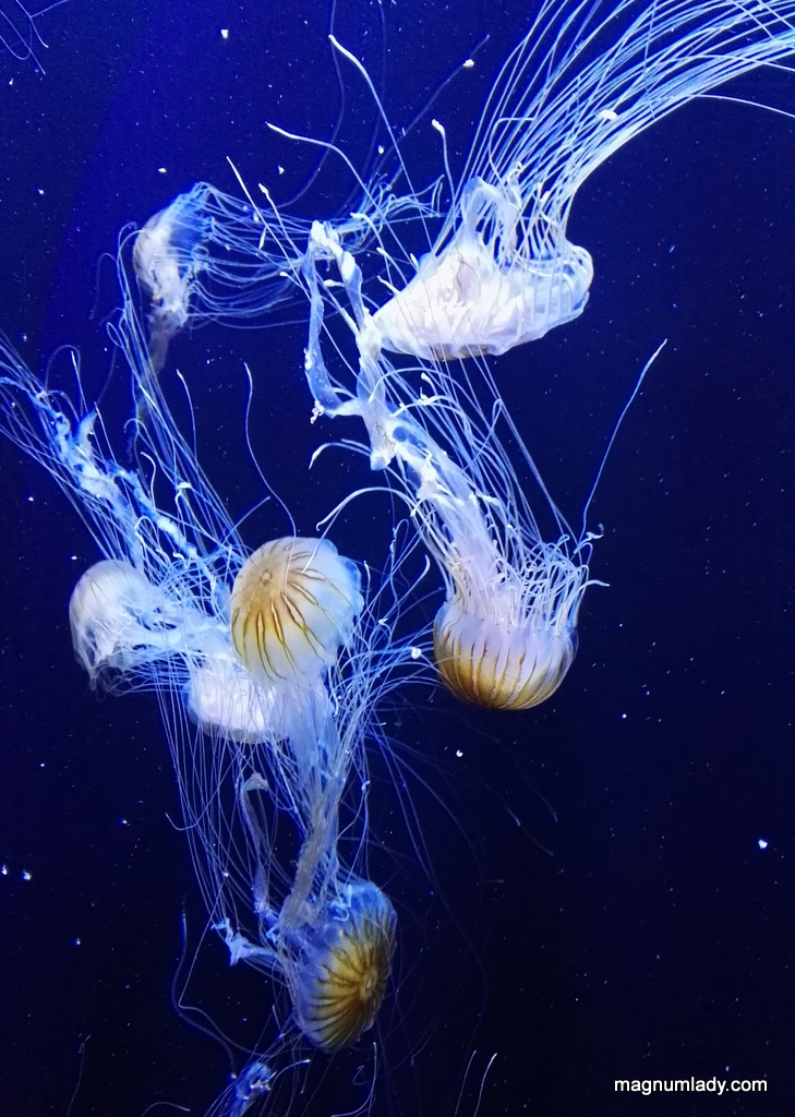 Jellyfish