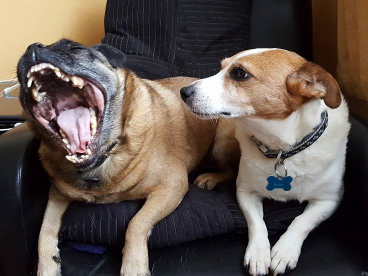 Puggly and Rocket-dog