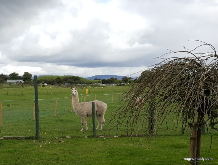 The view from Wild Atlantic Food