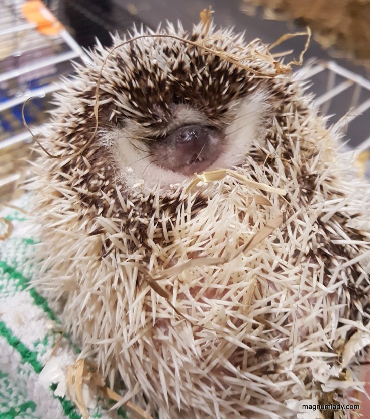 Vivien the hedgehog