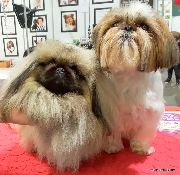Dogs at the Pet Expo