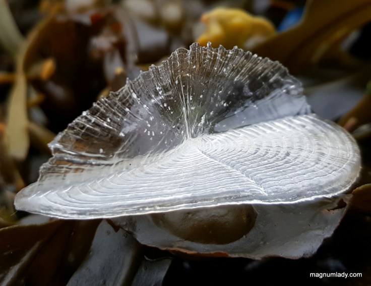 Clear Velella velella