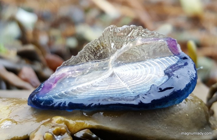 Velella velella - Sligo