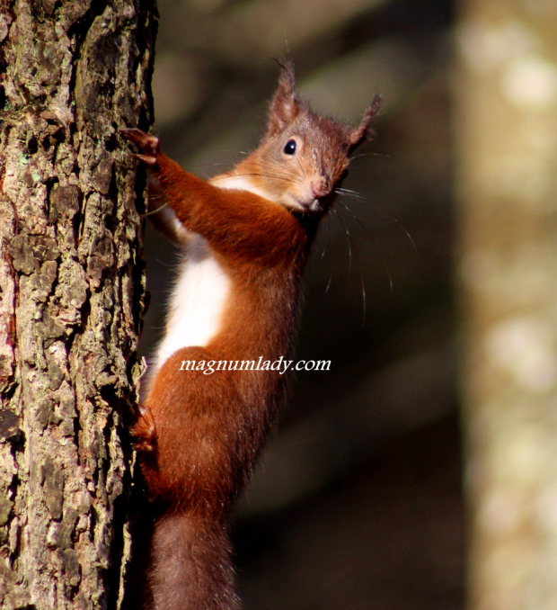 Red Squirrel - Dooney Rock