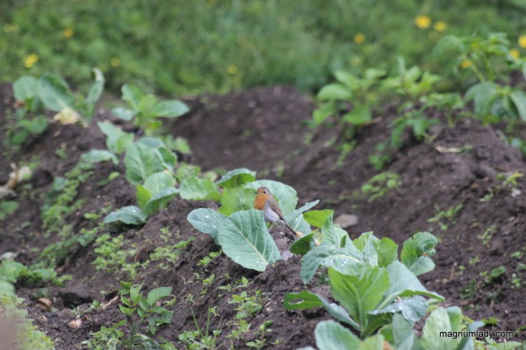Robin in an Irish garden