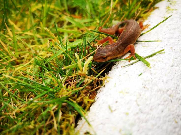 Common Lizard Ireland 