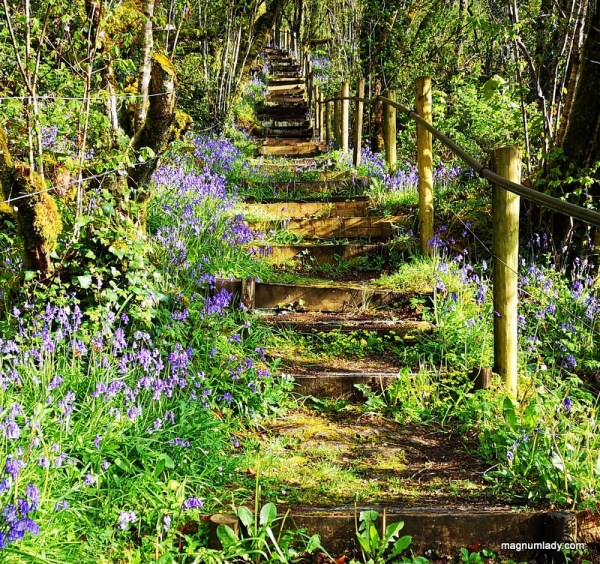 Bluebells flowers stairs