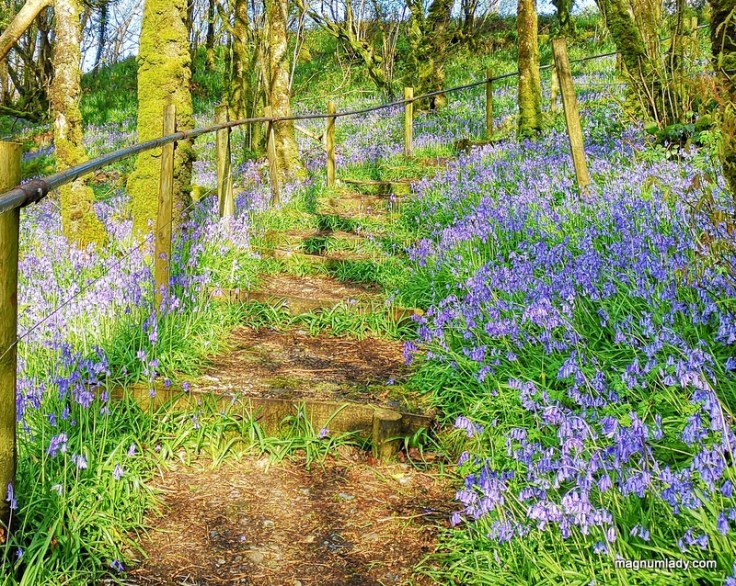 Stairs bluebells Ireland