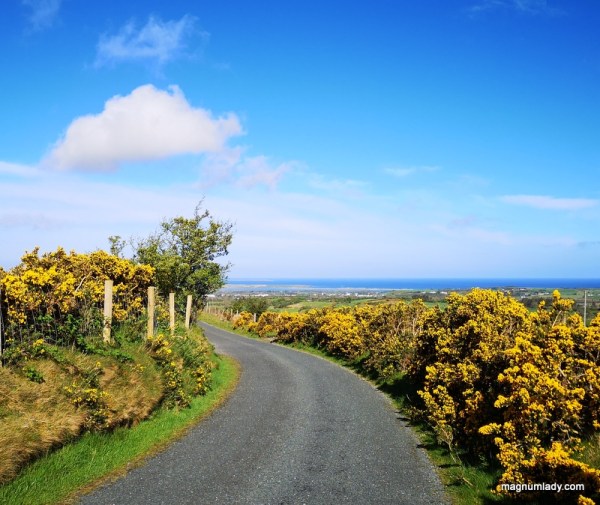 An Irish Lane blue skies yellow flowers