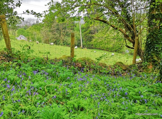 bluebells and sheep
