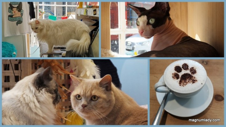 cat cafe 