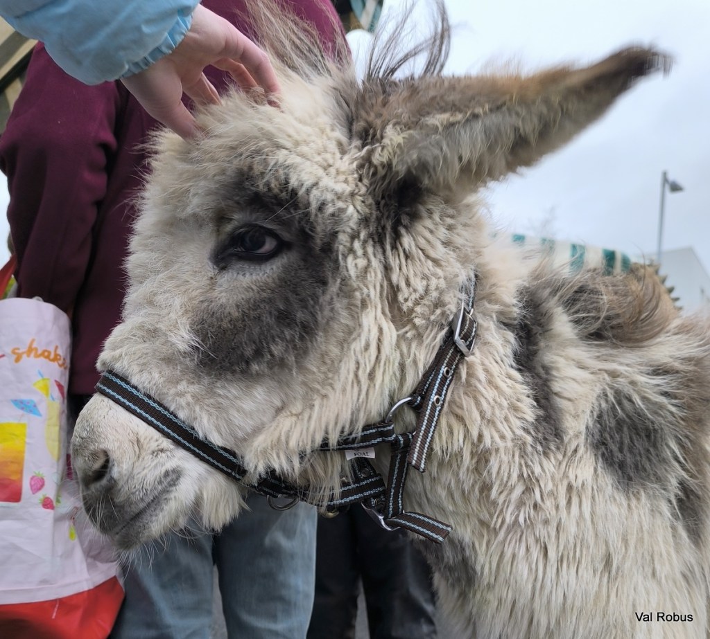 Close-up of a fluffy donkey being petted by a hand, with people in the background.