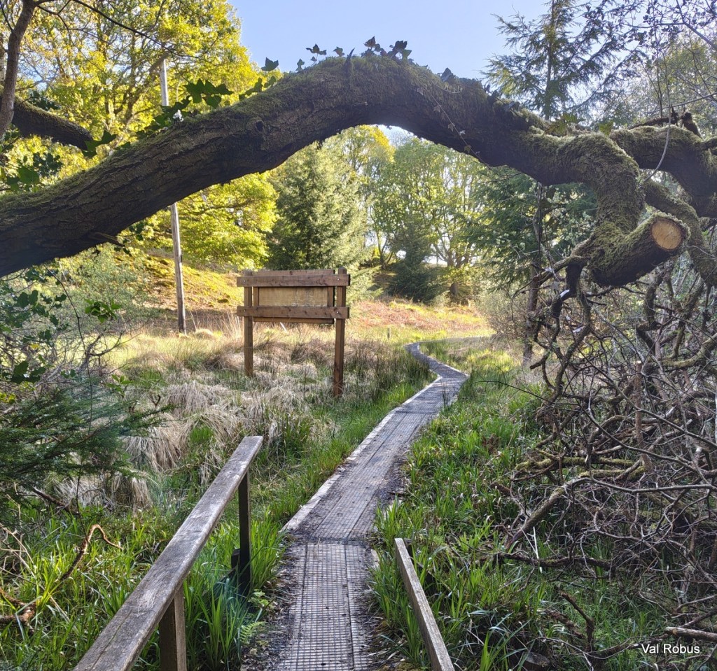 A wooden boardwalk winding through grassy terrain, leading towards a wooden signpost with a tree branch arching overhead.