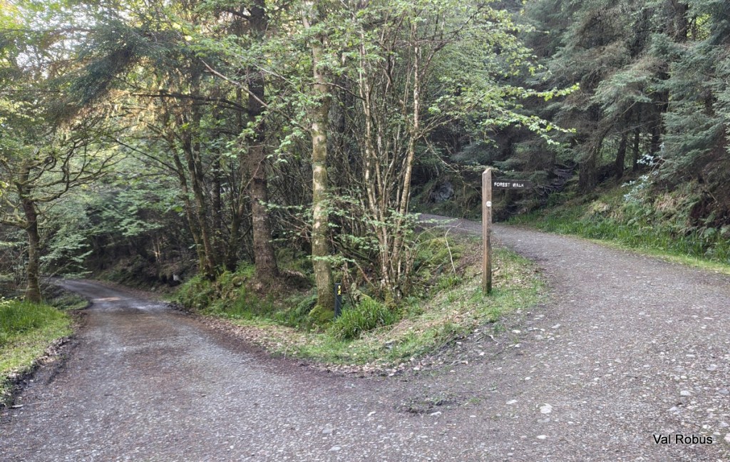 A fork in a gravel path surrounded by trees, with one path leading to the left and the other to a signpost indicating 'Forest Walk'.