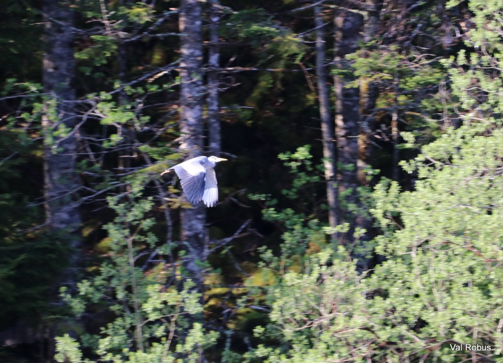 A heron in flight over a backdrop of green trees and forest.