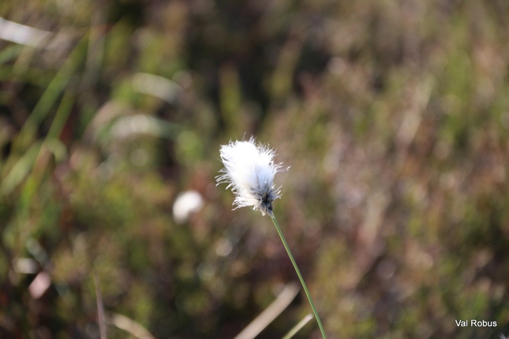 Close-up of a white fluffy flower or seed head on a thin green stem, set against a blurred natural background.