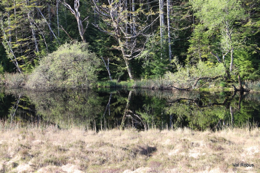 A tranquil pond surrounded by lush greenery, with trees reflecting on the water's surface.