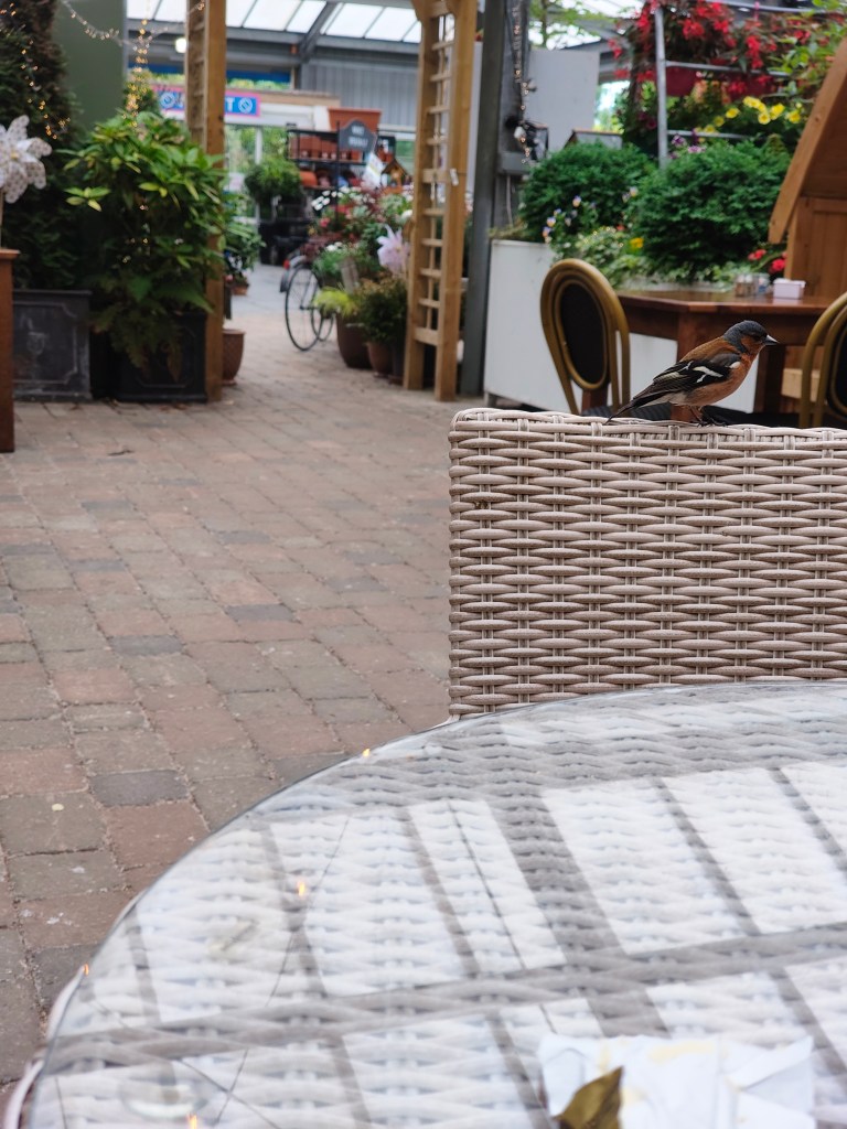 A bird perched on a wicker chair in a garden center, with a blurred pathway and greenery in the background.