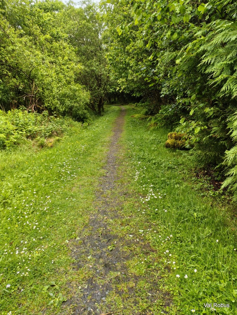 A narrow pathway lined with lush green vegetation and trees, leading into a wooded area. Wildflowers can be seen along the sides of the trail.