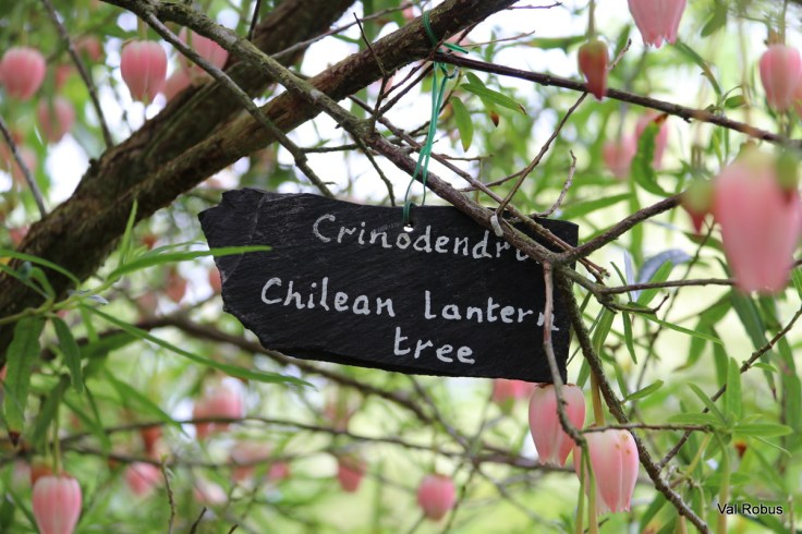 A sign labeled 'Crinodendron Chilean lantern tree' hanging from a branch with pink lantern-shaped flowers in the background.