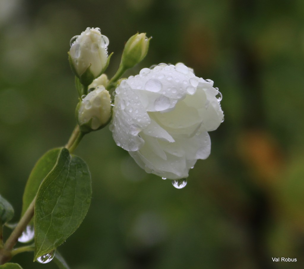 Close-up of a white flower with water droplets on its petals, surrounded by small buds and green leaves.