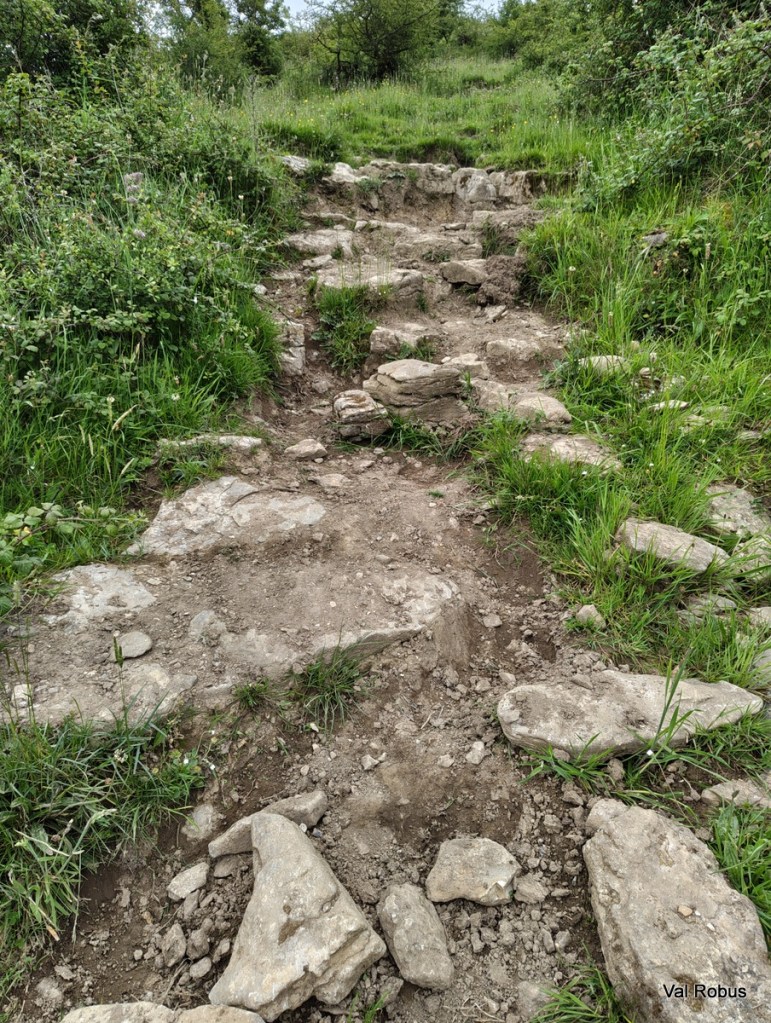 Rocky trail with uneven stones surrounded by grass and small plants.