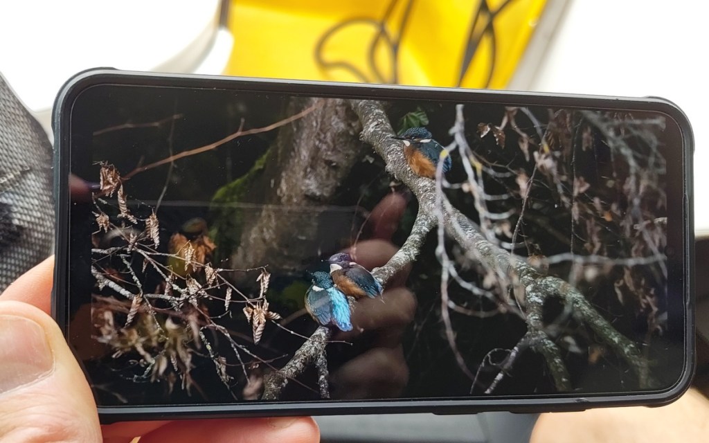 A close-up view of a smartphone displaying a photograph of two colorful birds perched on branches among dry leaves.