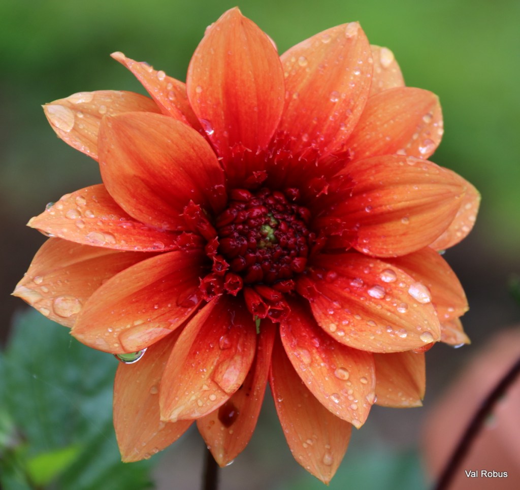Close-up of a vibrant orange flower covered in water droplets, showcasing its petals and intricate center.
