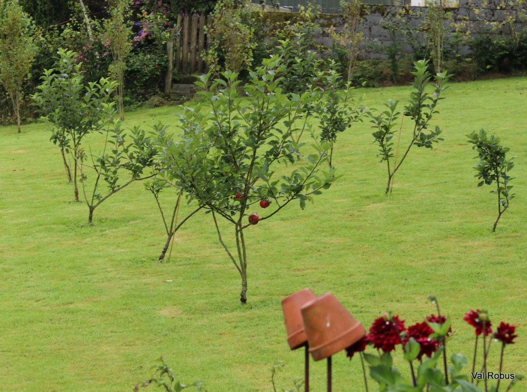 A garden showcasing young apple trees on green grass, with some apples visible on the branches and red flowers in the foreground.