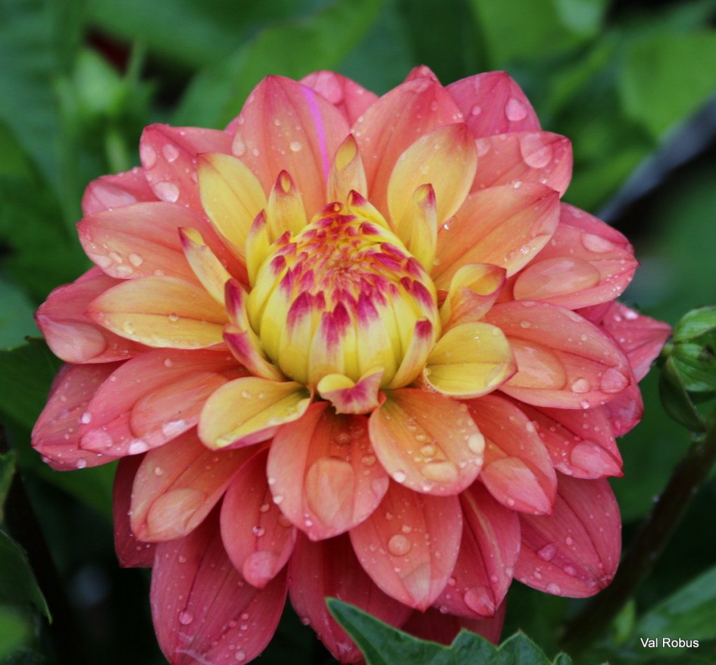 Close-up of a pink and yellow dahlia flower with water droplets on its petals, surrounded by green leaves.