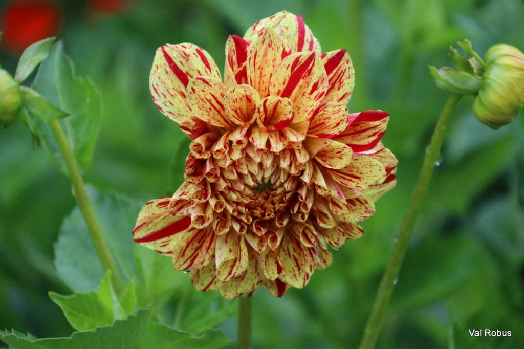 Close-up of a dahlia flower with red and yellow stripes, surrounded by green foliage.
