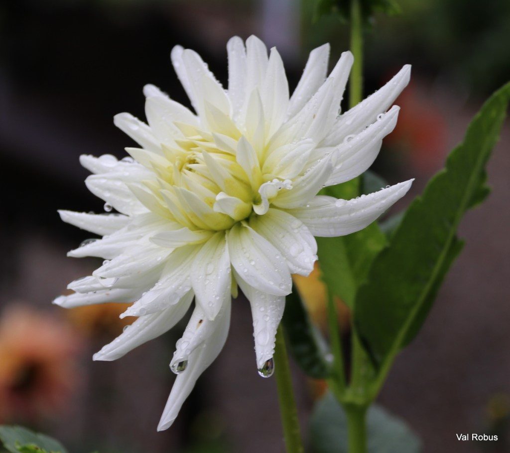 A close-up of a white flower with numerous petals, featuring droplets of water on the petals and green leaves in the background.
