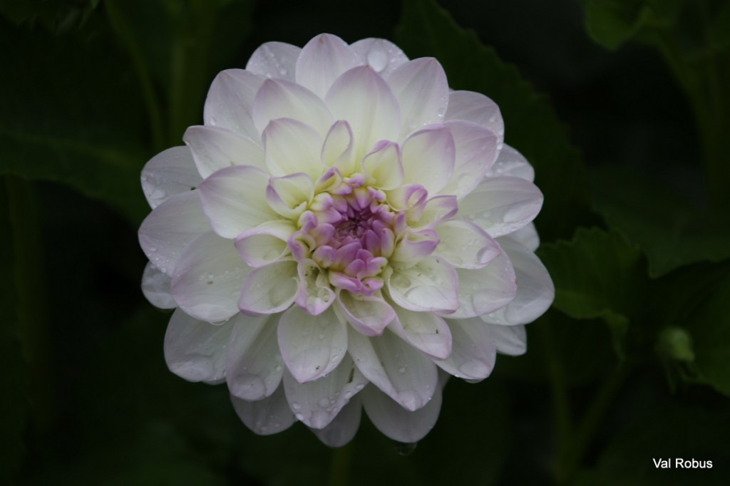 A close-up of a white dahlia flower with soft lavender edges, glistening with raindrops against a dark green background.