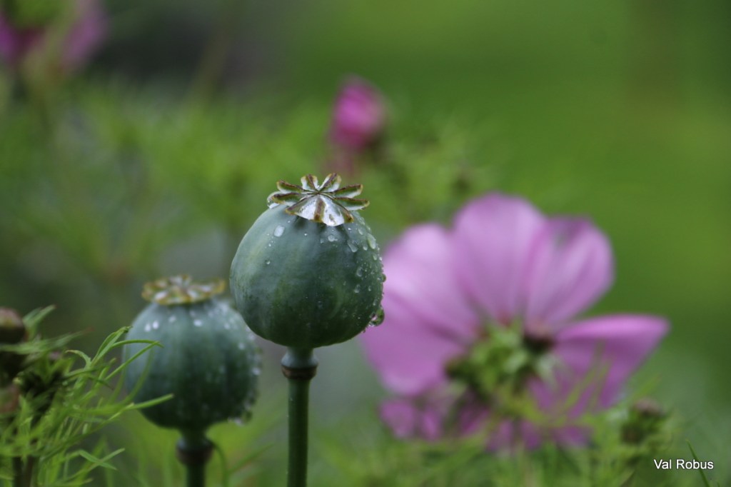 Close-up of two green poppy seed pods with water droplets, against a blurred background featuring a pink flower and green foliage.