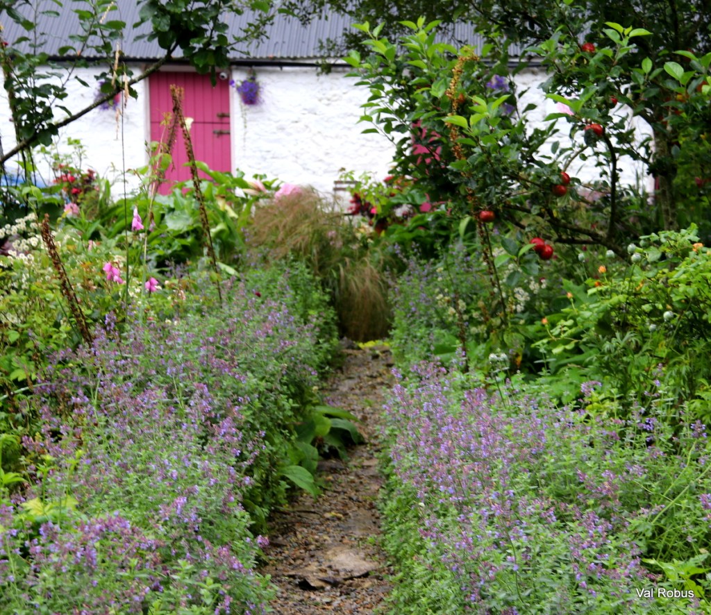 A picturesque garden pathway lined with purple flowers, leading to a white cottage with a pink door, surrounded by lush greenery and apple trees.