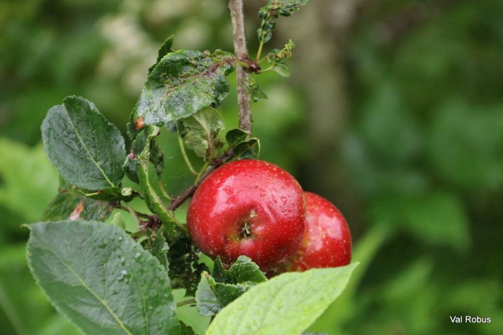 Close-up of two red apples surrounded by green leaves, with a background of blurred greenery and water droplets on the apples.
